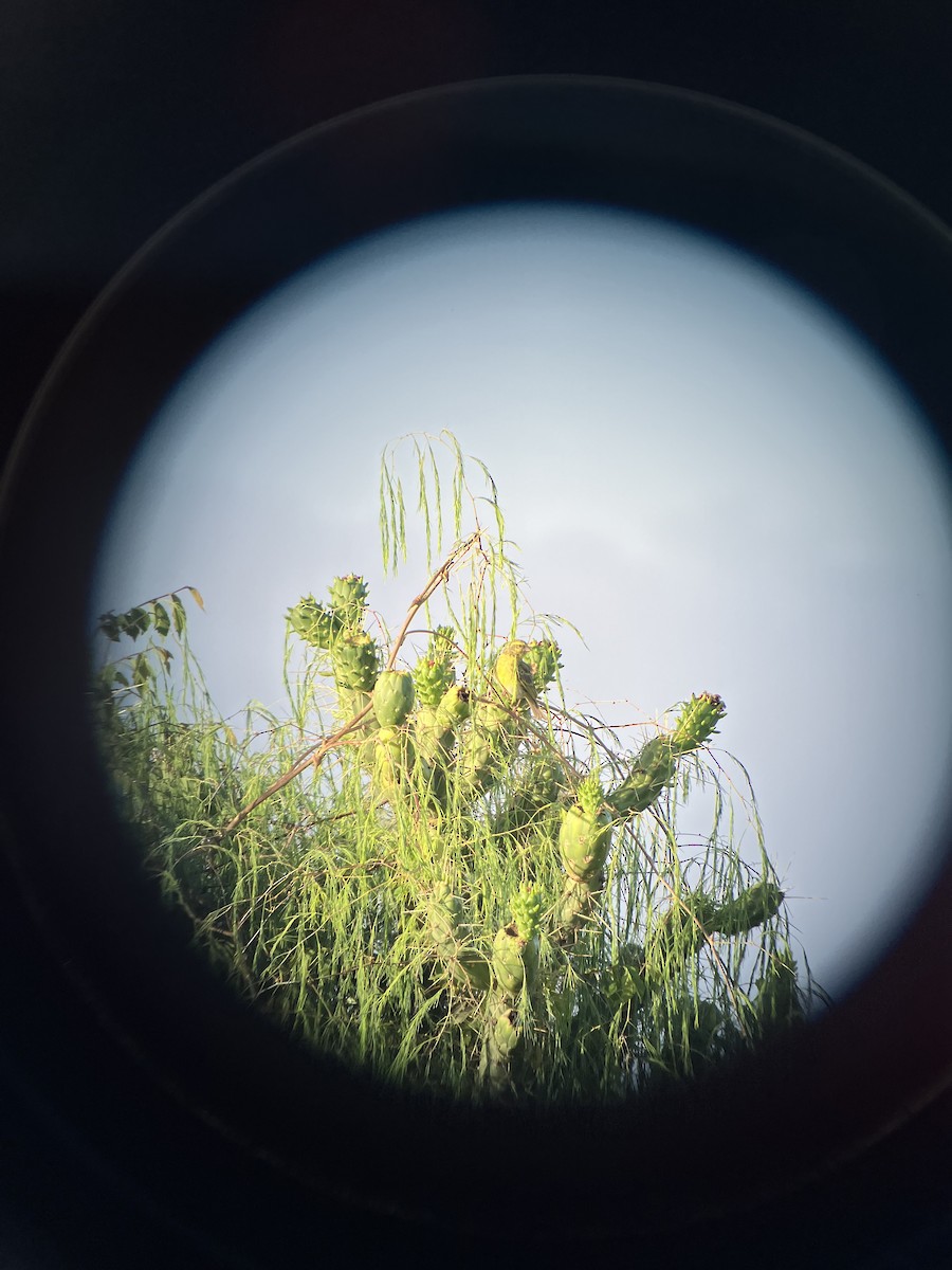 Serin à ventre blanc - ML645656749