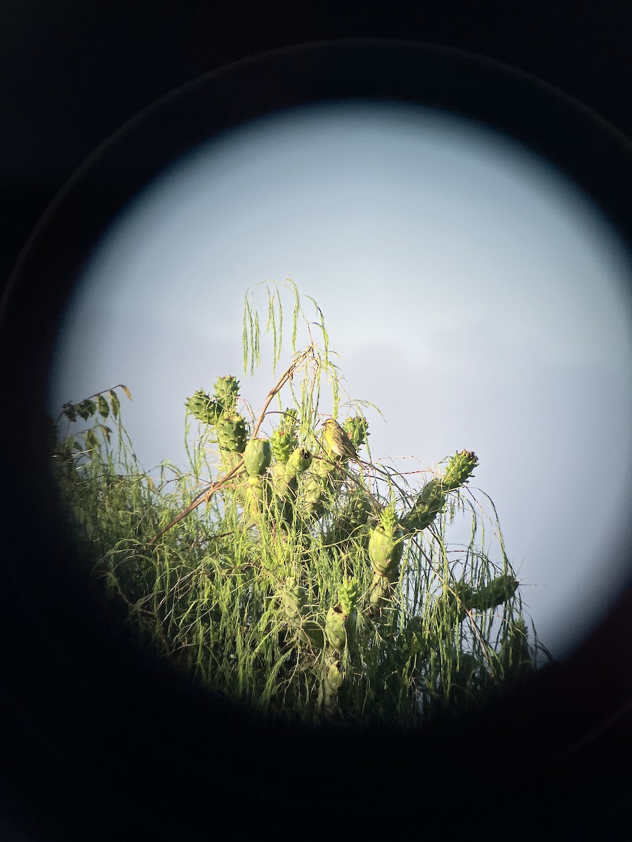 Serin à ventre blanc - ML645656750