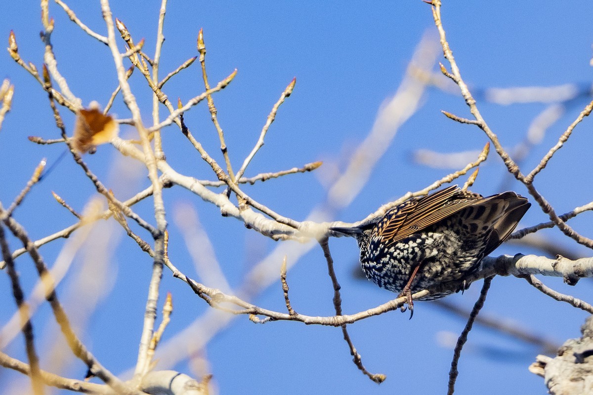 Шпак звичайний - ML645656755