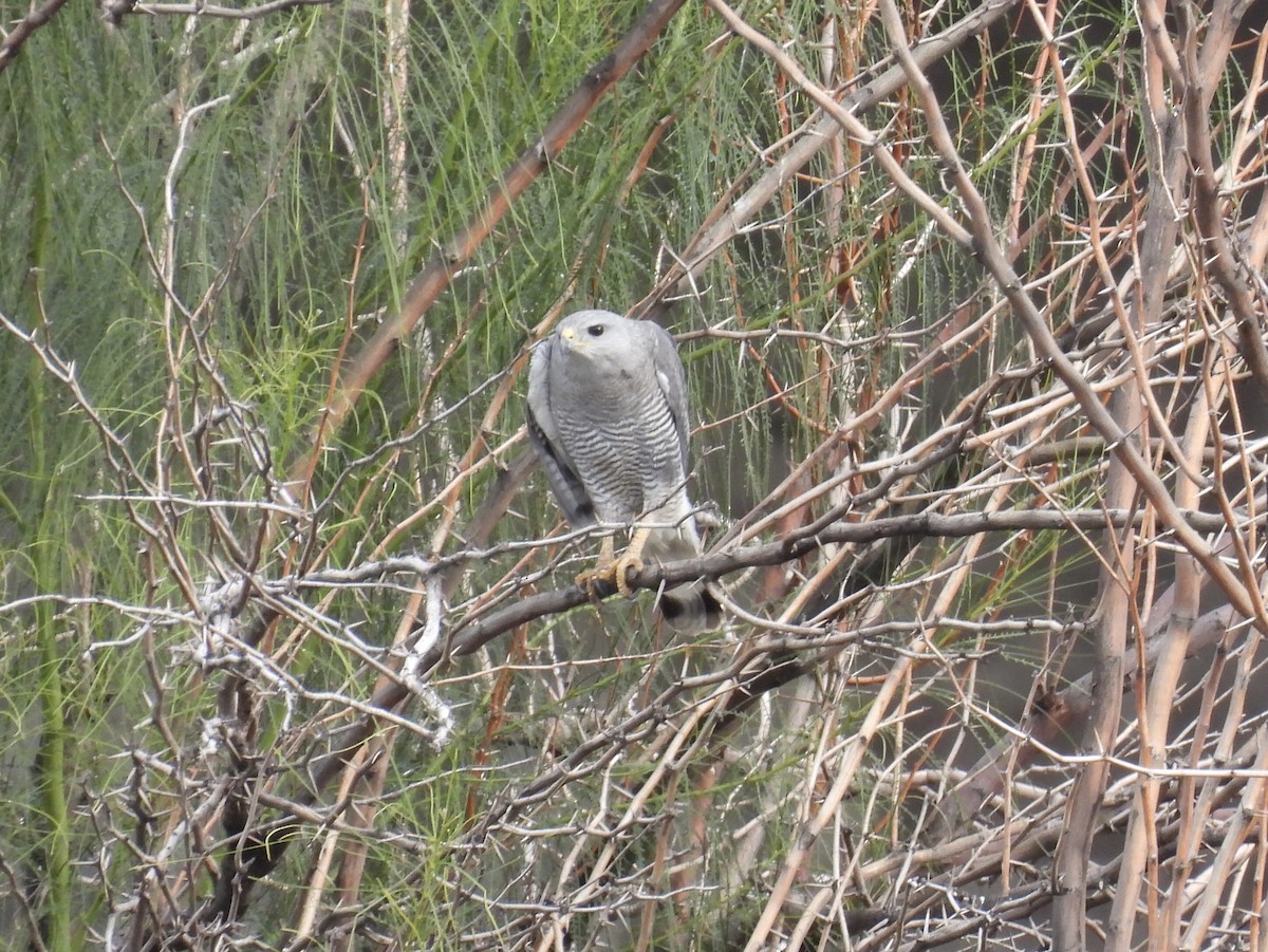 káně popelavá - ML645656756