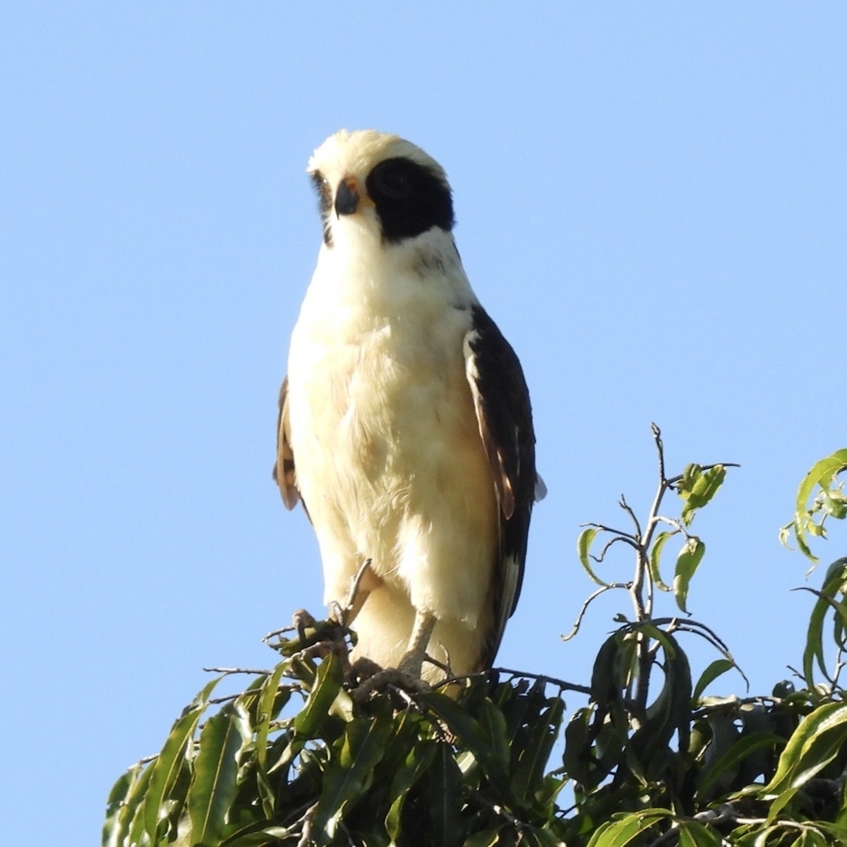 Macagua rieur - ML645656757