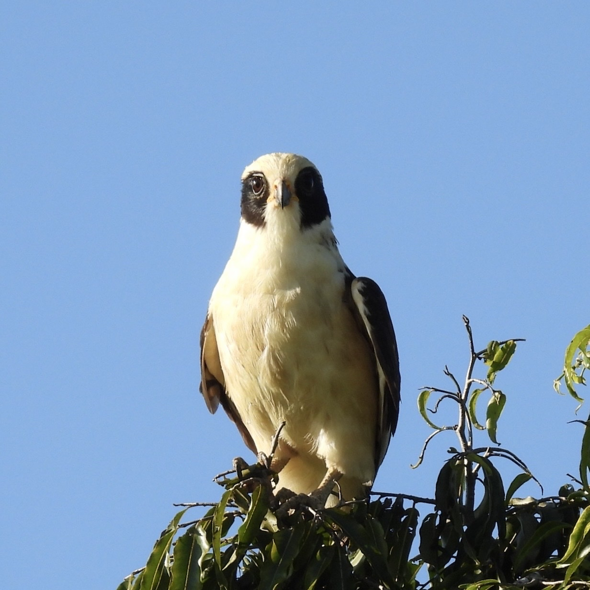 Macagua rieur - ML645656758