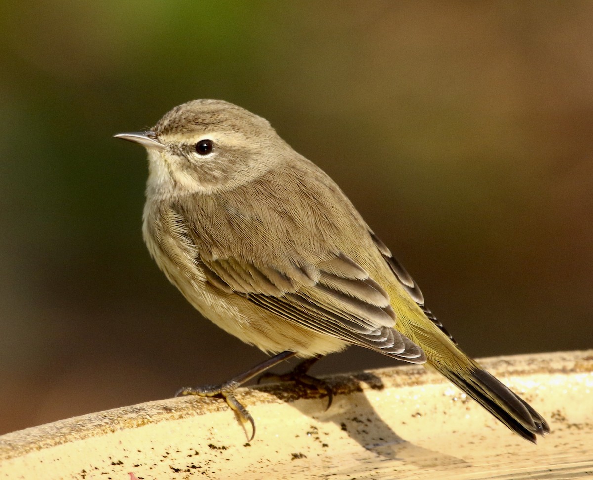 Paruline à couronne rousse (palmarum) - ML645656760