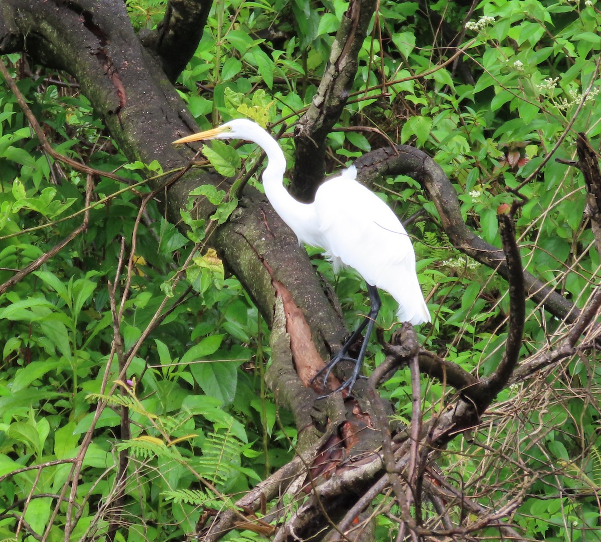 Grande Aigrette - ML645656761