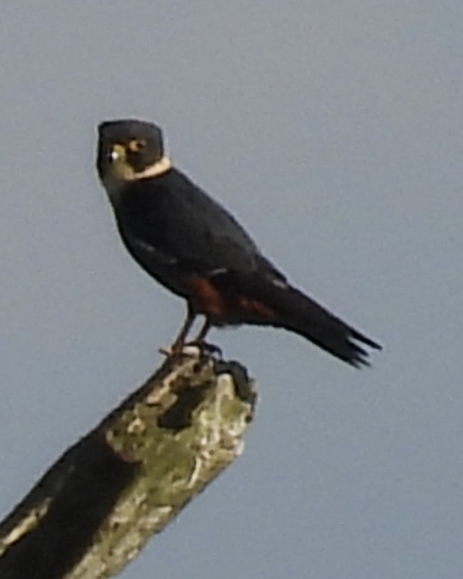 Faucon des chauves-souris - ML645656762