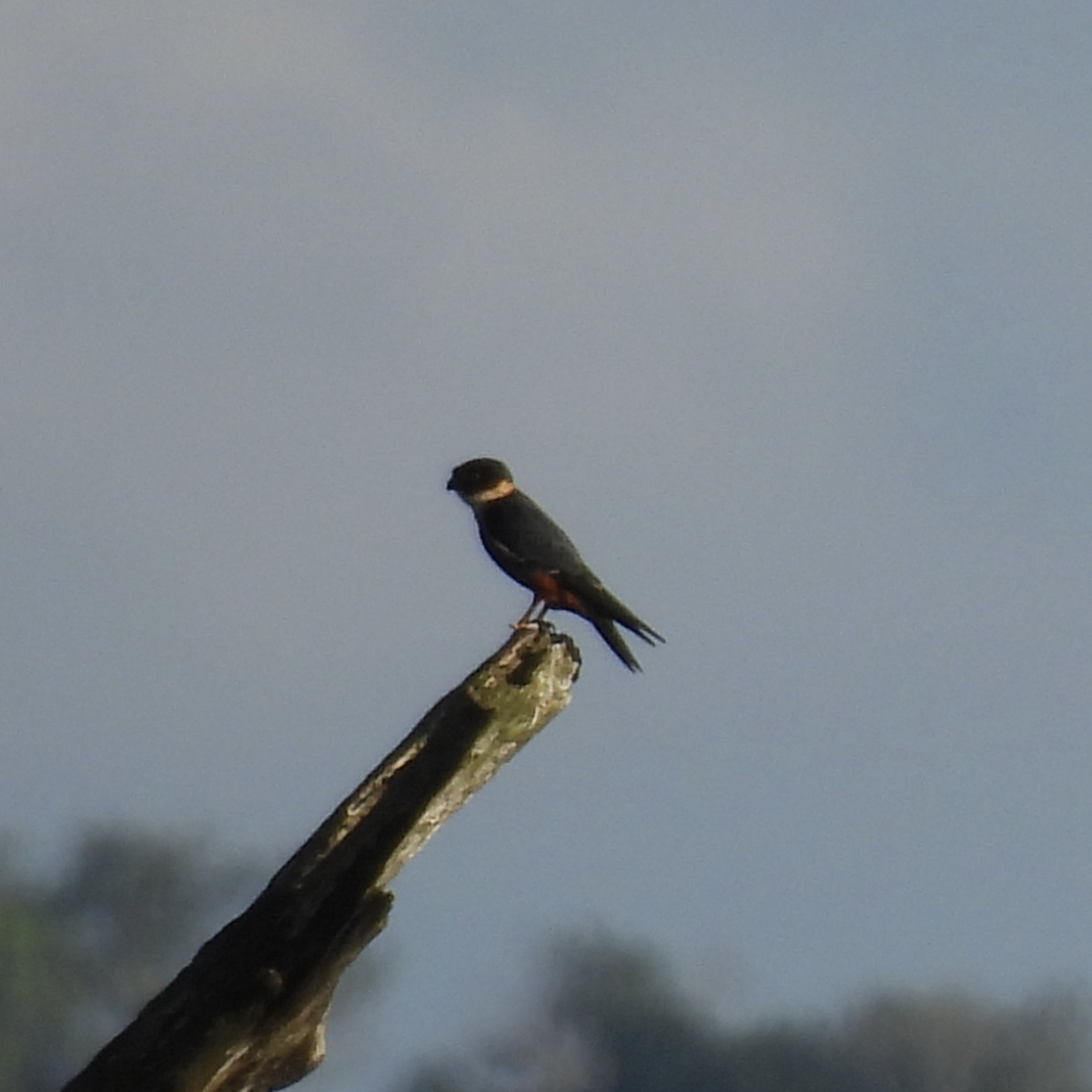 Faucon des chauves-souris - ML645656763