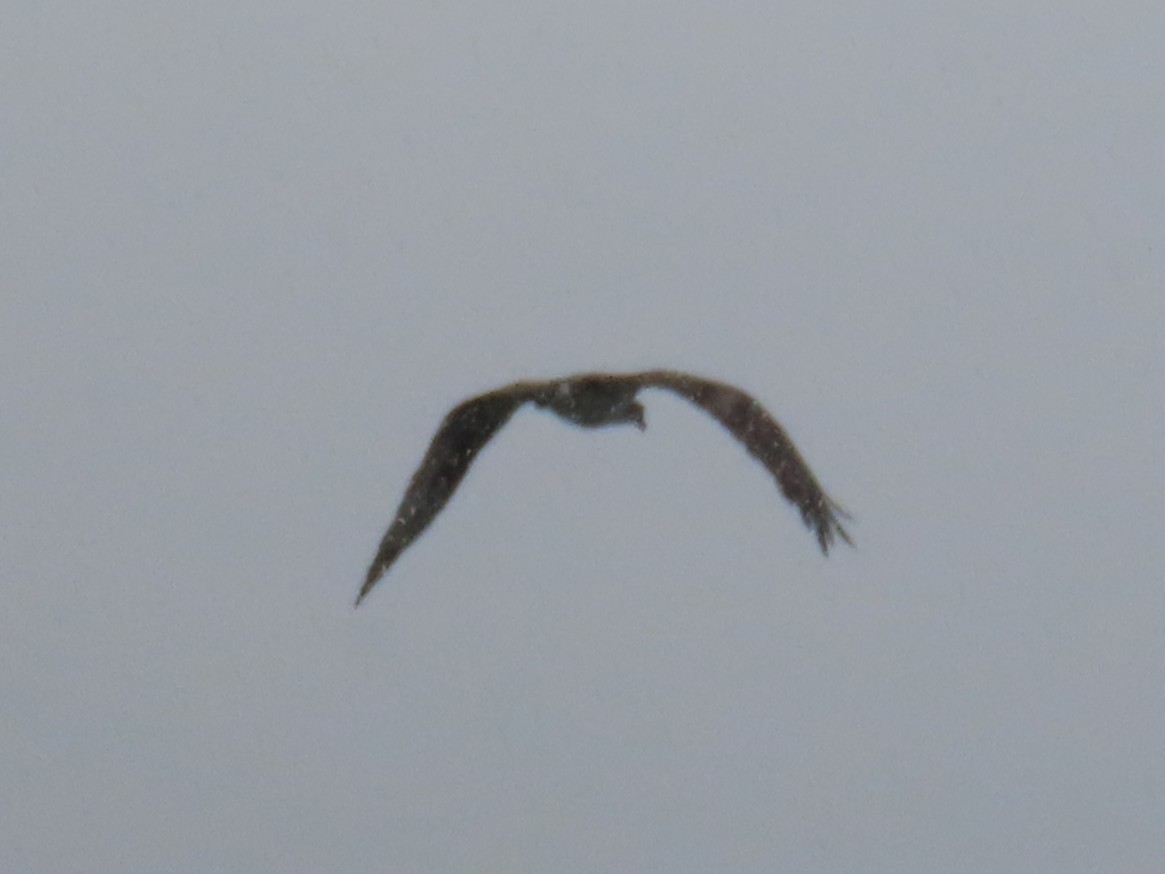 Balbuzard pêcheur - ML645656765