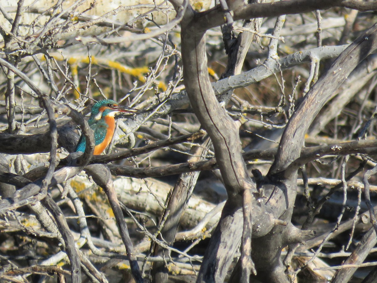 Martin-pêcheur d'Europe - ML645656767