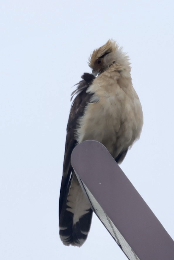 Yellow-headed Caracara - ML645656768