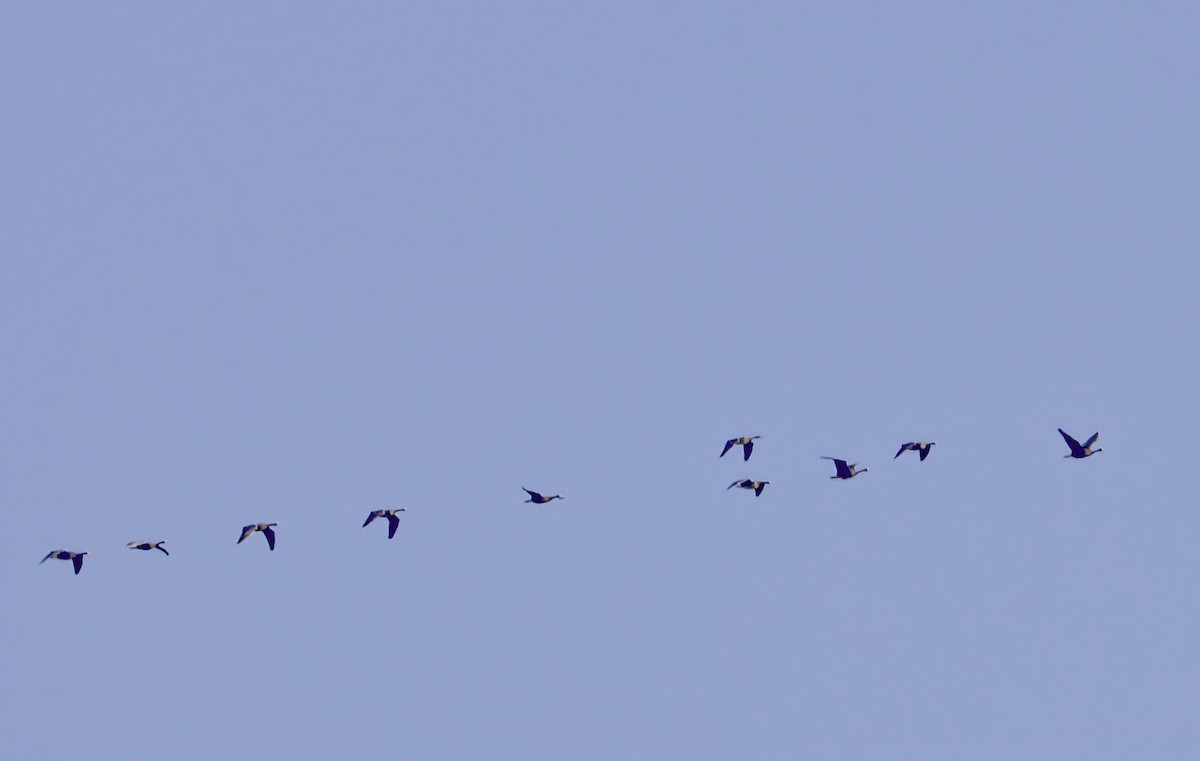 Oie rieuse (gambelli/sponsa) - ML645656769