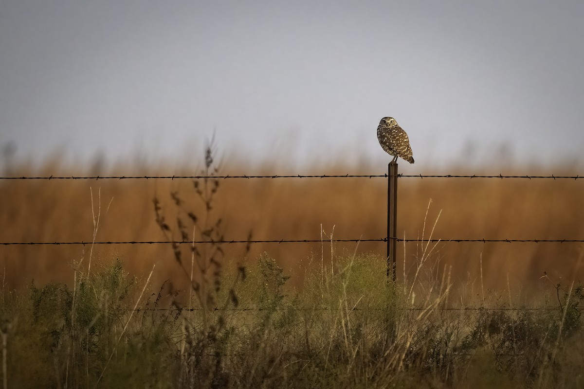 Burrowing Owl - ML645656771