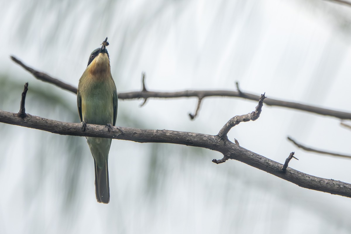 Guêpier à queue d'azur - ML645656772