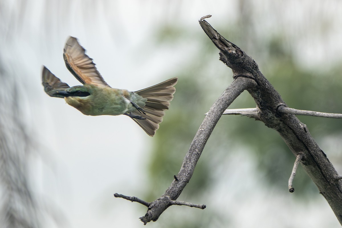 Guêpier à queue d'azur - ML645656773
