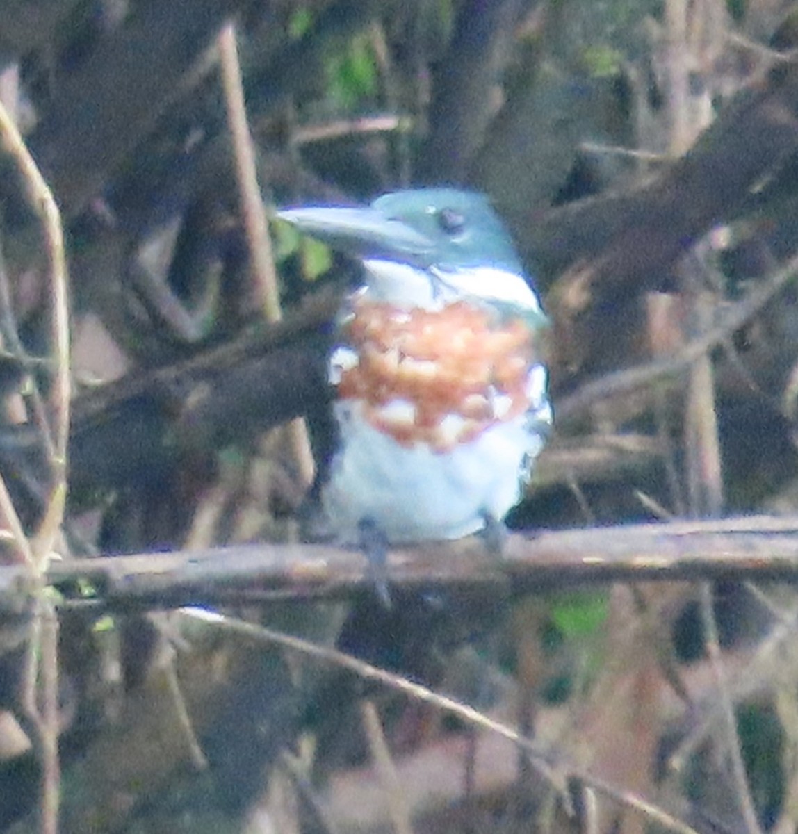 Martin-pêcheur d'Amazonie - ML645656774