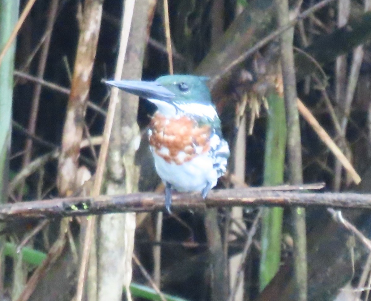 Martin-pêcheur d'Amazonie - ML645656775