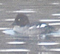 Garrot à oeil d'or - ML645656782