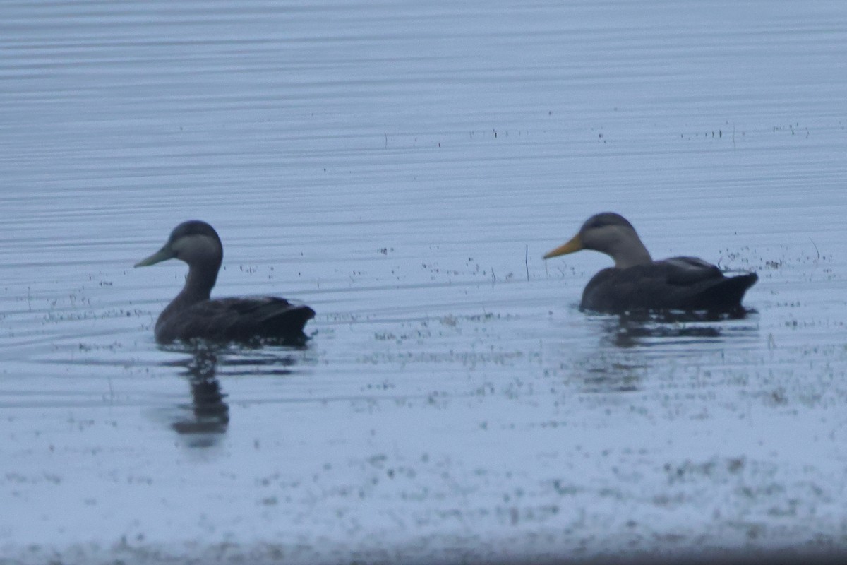 Canard noir - ML645656783