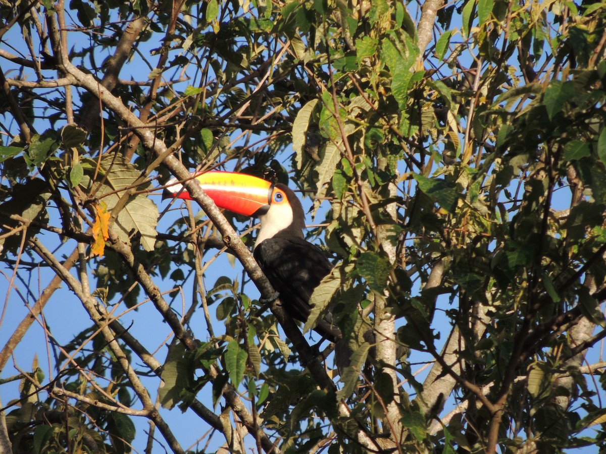 Toucan toco - ML645656785