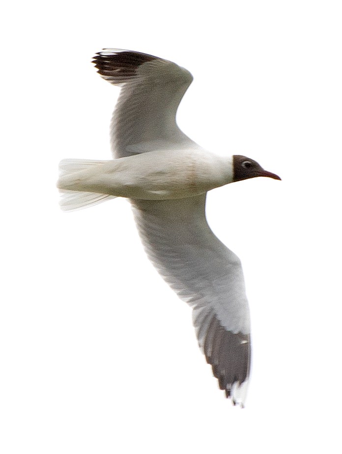 Mouette de Patagonie - ML645656787