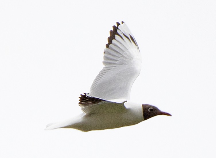 Mouette de Patagonie - ML645656788