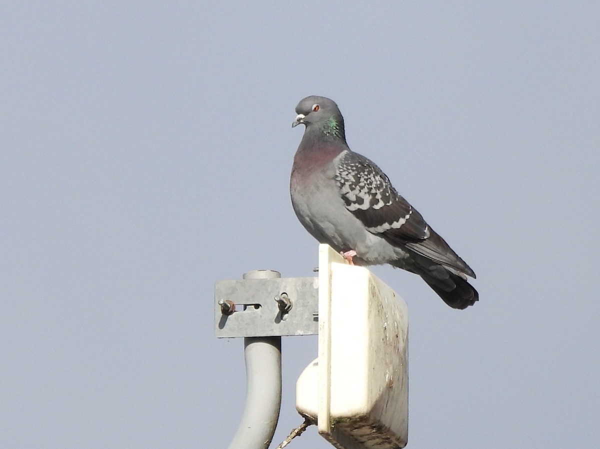 Pigeon biset (forme domestique) - ML645656789