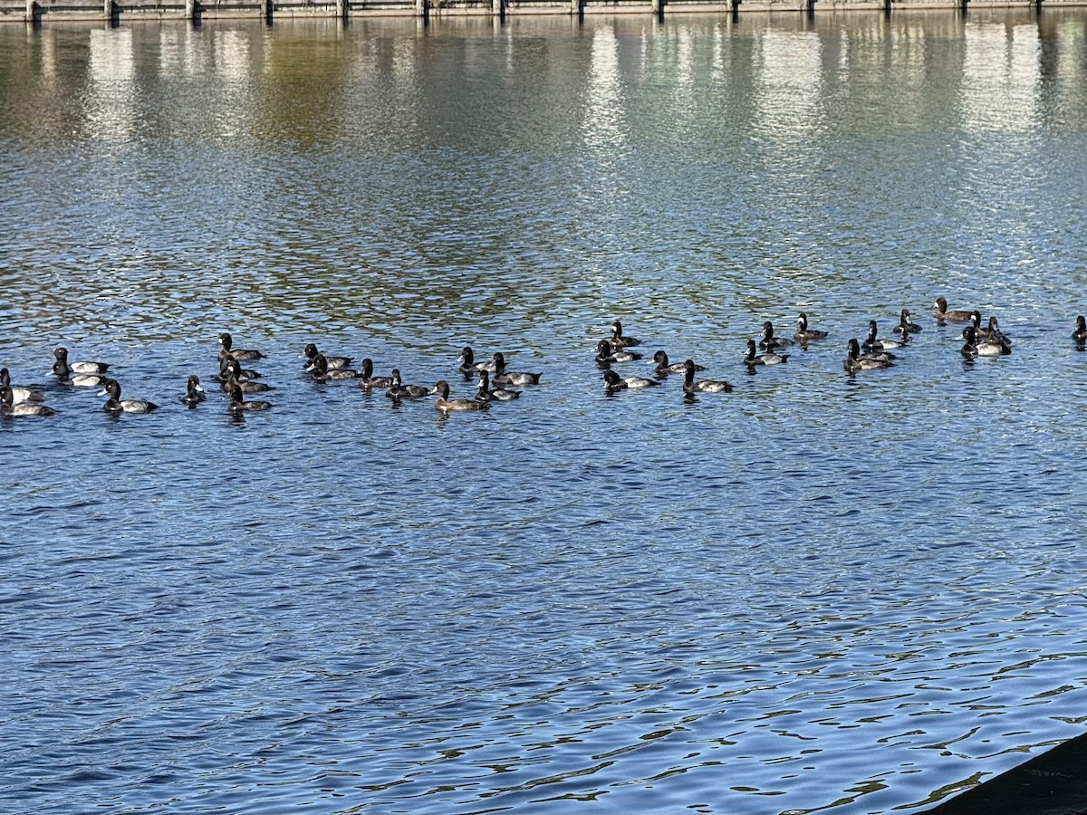 Petit Fuligule - ML645656790