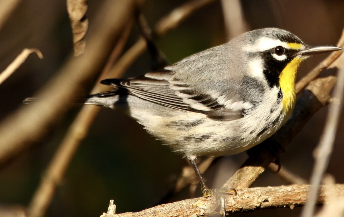 Paruline à gorge jaune - ML645656791