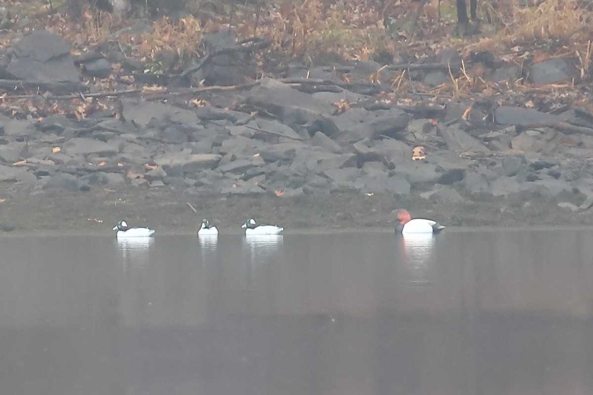Fuligule à dos blanc - ML645656792
