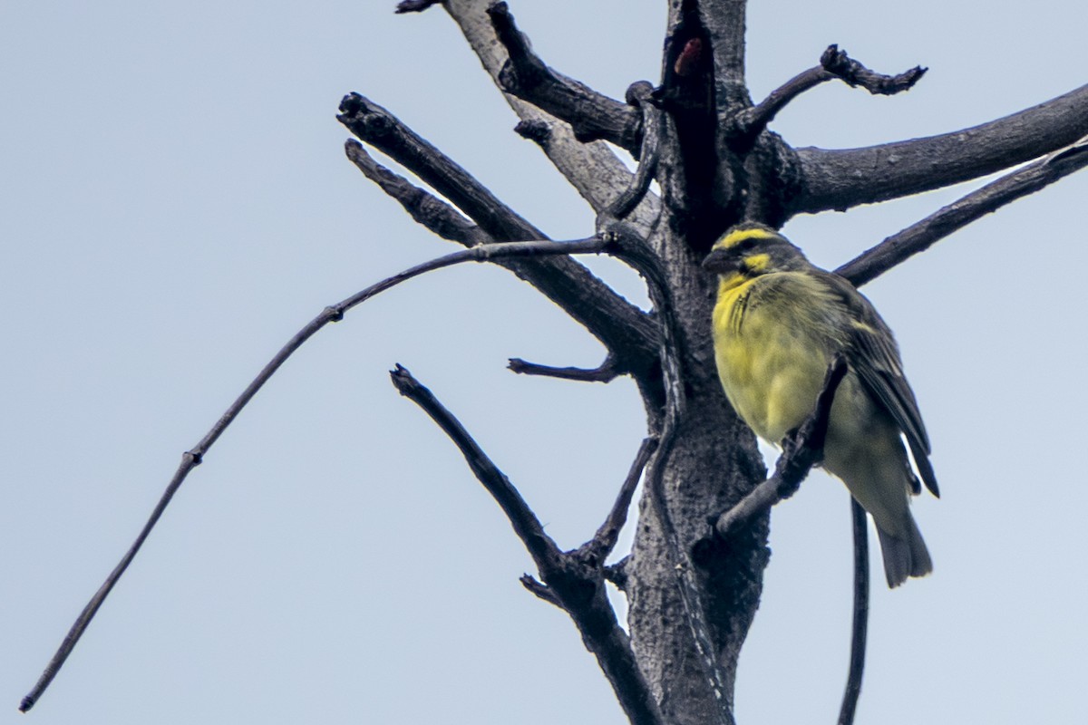 Yellow-fronted Canary - ML645656804