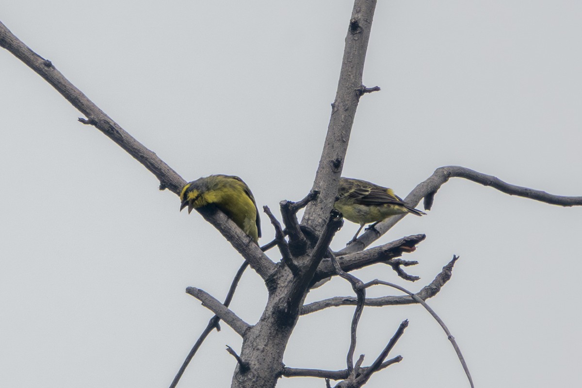 Yellow-fronted Canary - ML645656805