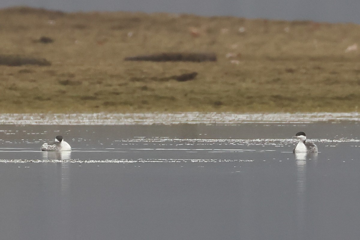 Красношейная поганка - ML645656816