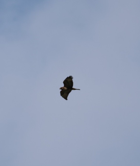 歐亞鵟 - ML645656822