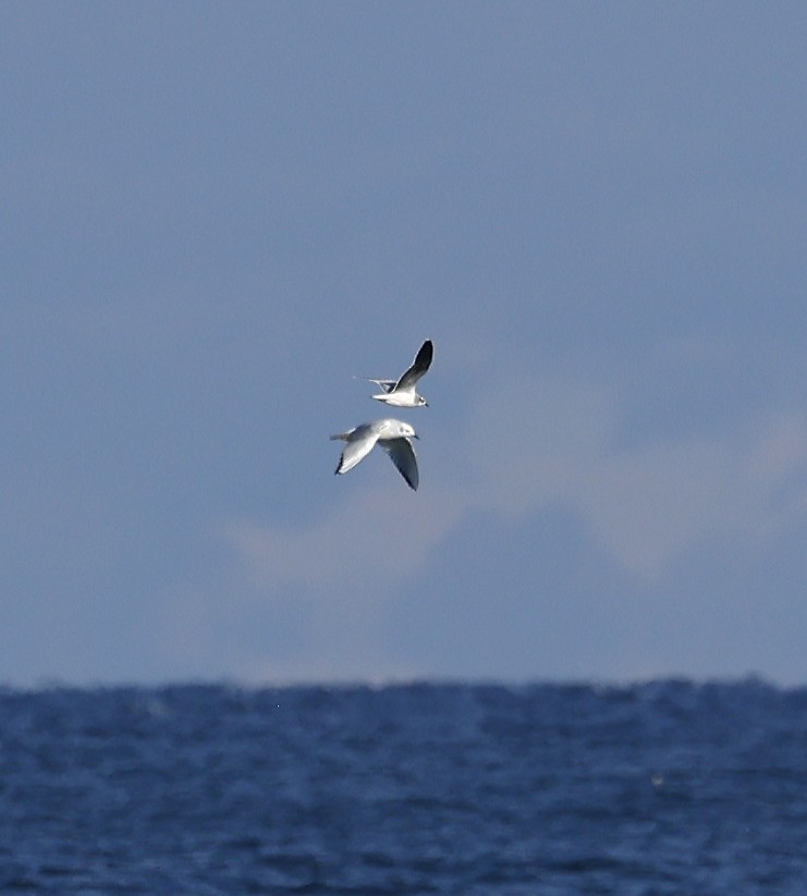Little Gull - ML645656825