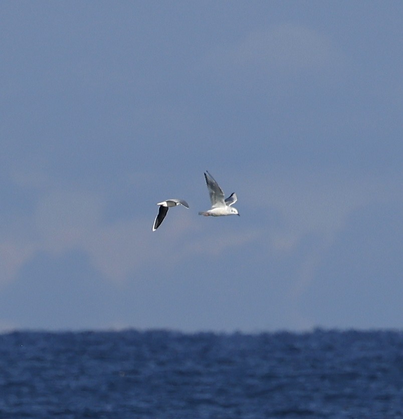 Little Gull - ML645656826