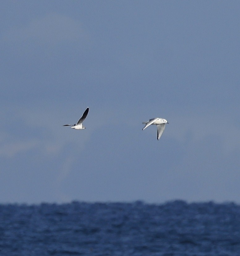 Little Gull - ML645656827