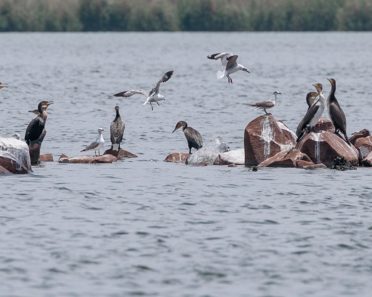 Gray-hooded Gull - ML645656828