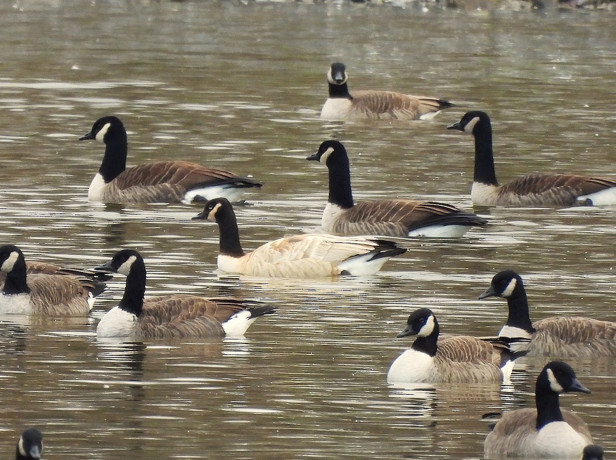 Canada Goose - ML645656838
