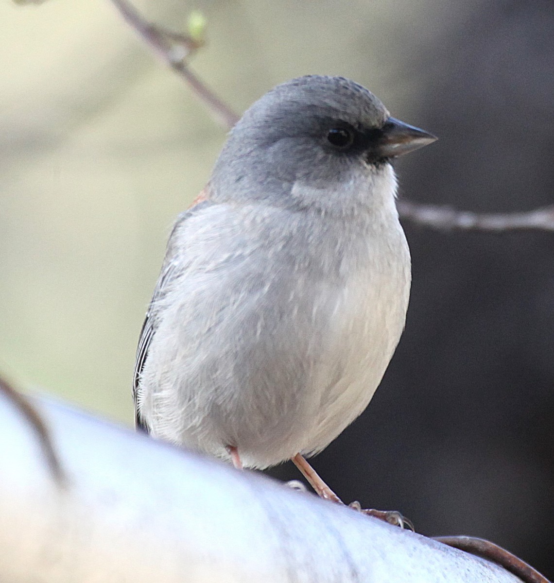 Dark-eyed Junco (Red-backed) - ML645656839
