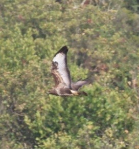 歐亞鵟 - ML645656840