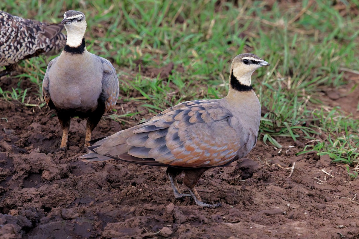 Желтогорлый рябок - ML645656854