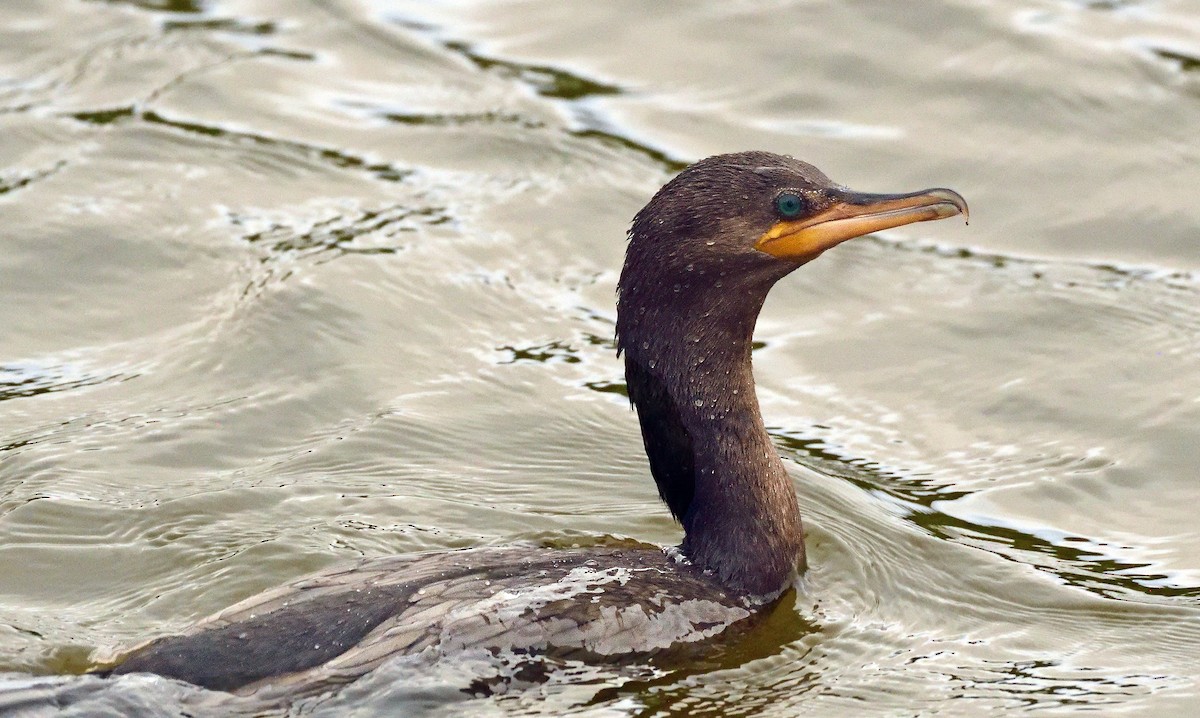 Neotropic Cormorant - ML645656855