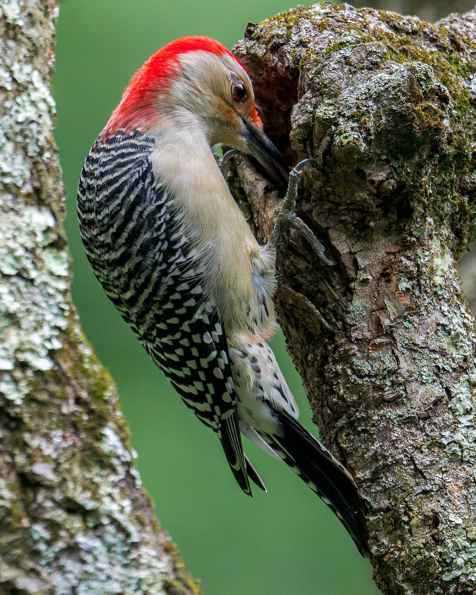Red-bellied Woodpecker - ML645656856
