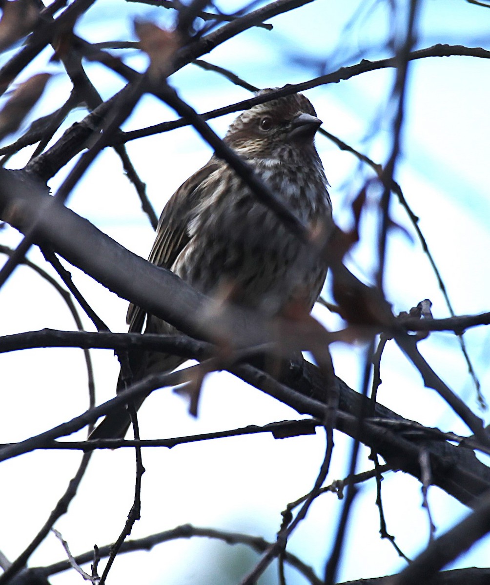 Cassin's Finch - ML645656857
