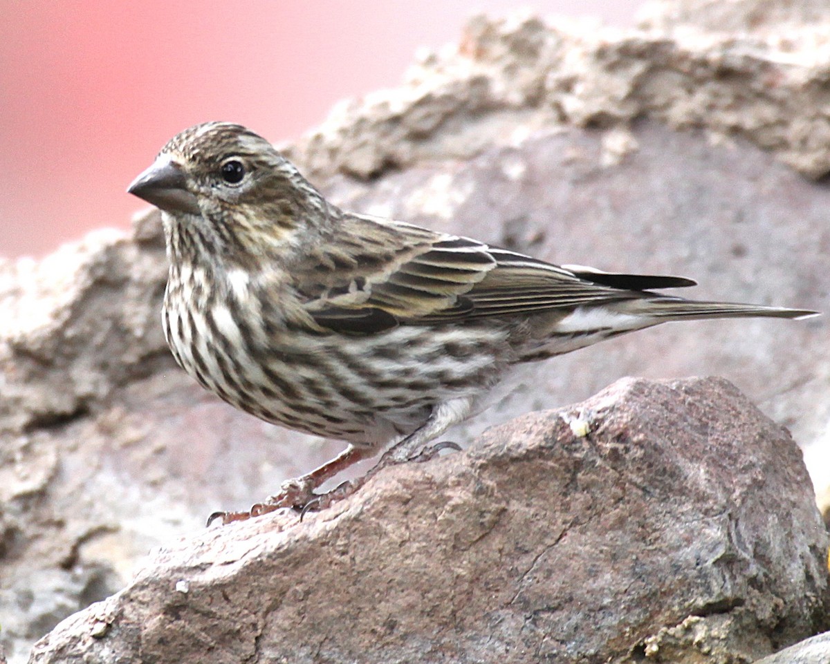 Cassin's Finch - ML645656858