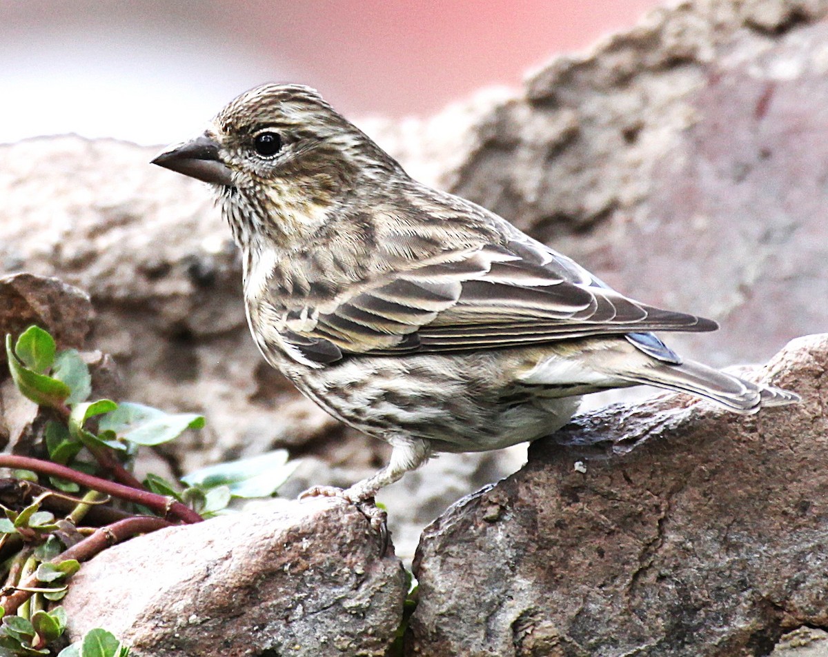 Cassin's Finch - ML645656859