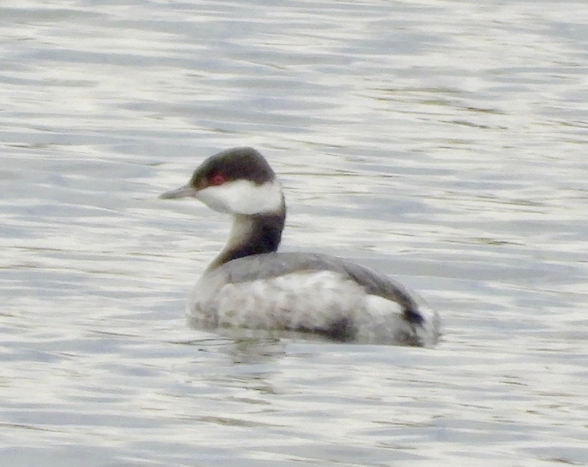 Красношейная поганка - ML645656862