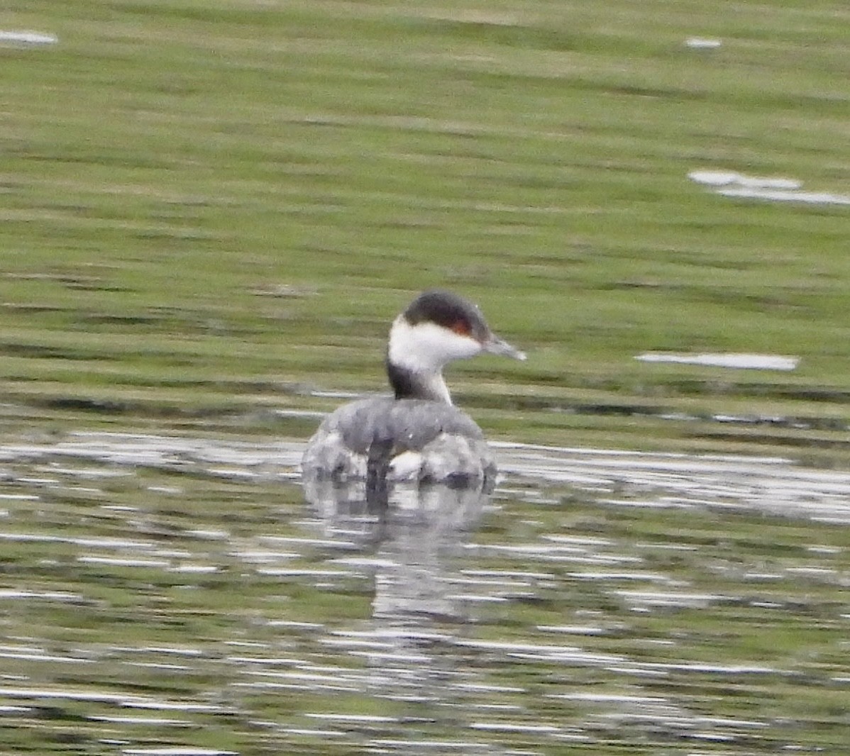 Красношейная поганка - ML645656863