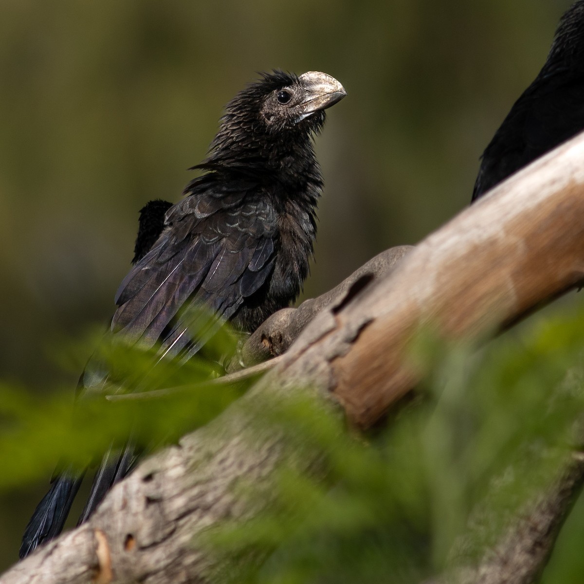 glattnebbani - ML645656865