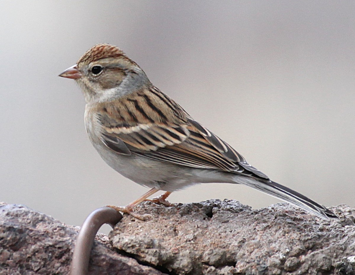 Chipping Sparrow - ML645656868