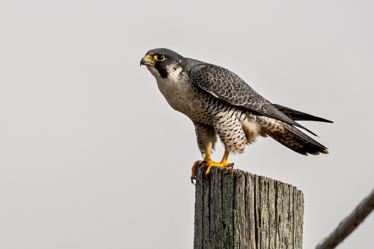 Peregrine Falcon - ML645656876